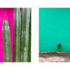 Vibrant Companions